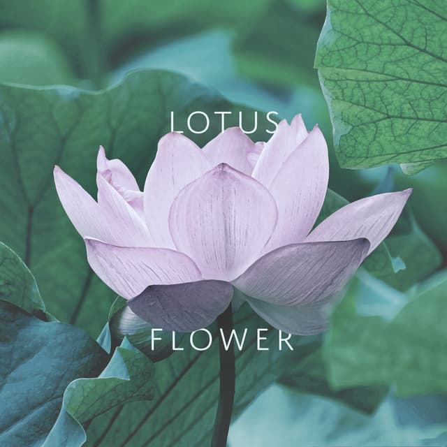 Lotus Flower